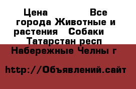French Bulldog Female › Цена ­ 26 900 - Все города Животные и растения » Собаки   . Татарстан респ.,Набережные Челны г.